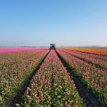 Prachtige gekleurde tulpenvelden op Goeree-Overflakkee