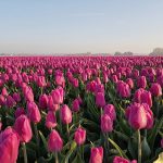 Prachtige tulpenvelden op Goeree-Overflakkee in Zuid-Holland
