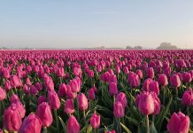Tulpenroute op Goeree-Overflakkee in Zuid-Holland Prachtige tulpenvelden op Goeree-Overflakkee in Zuid-Holland