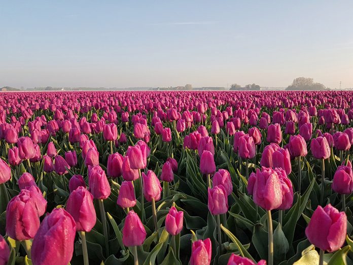 Prachtige tulpenvelden op Goeree-Overflakkee in Zuid-Holland