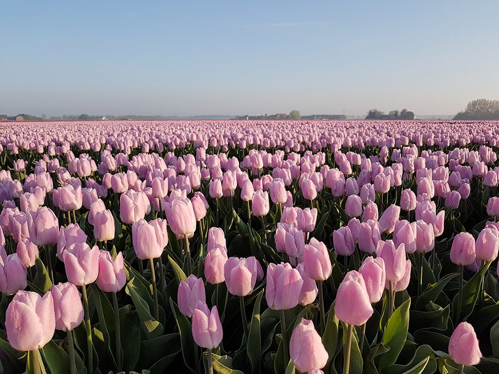 Roze tulpen langs de Tulpenroute op Goeree-Overflakkee