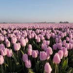 Roze tulpen langs de Tulpenroute op Goeree-Overflakkee