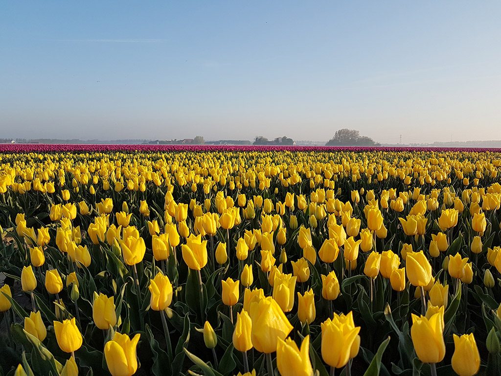 Prachtige gele tulpen in Oude-Tonge op Goeree-Overflakkee