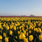 Prachtige gele tulpen in Oude-Tonge op Goeree-Overflakkee