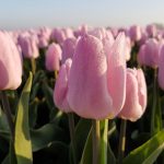 Ochtenddauw op deze roze tulpen in Oude-Tonge op Goeree-Overflakkee