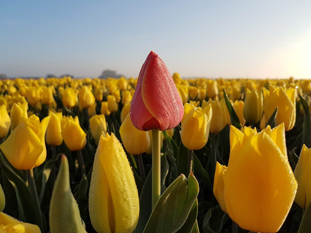 Een eigenwijze tulp in Oude-Tonge op Goeree-Overflakkee