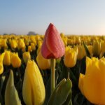 Een eigenwijze tulp in Oude-Tonge op Goeree-Overflakkee