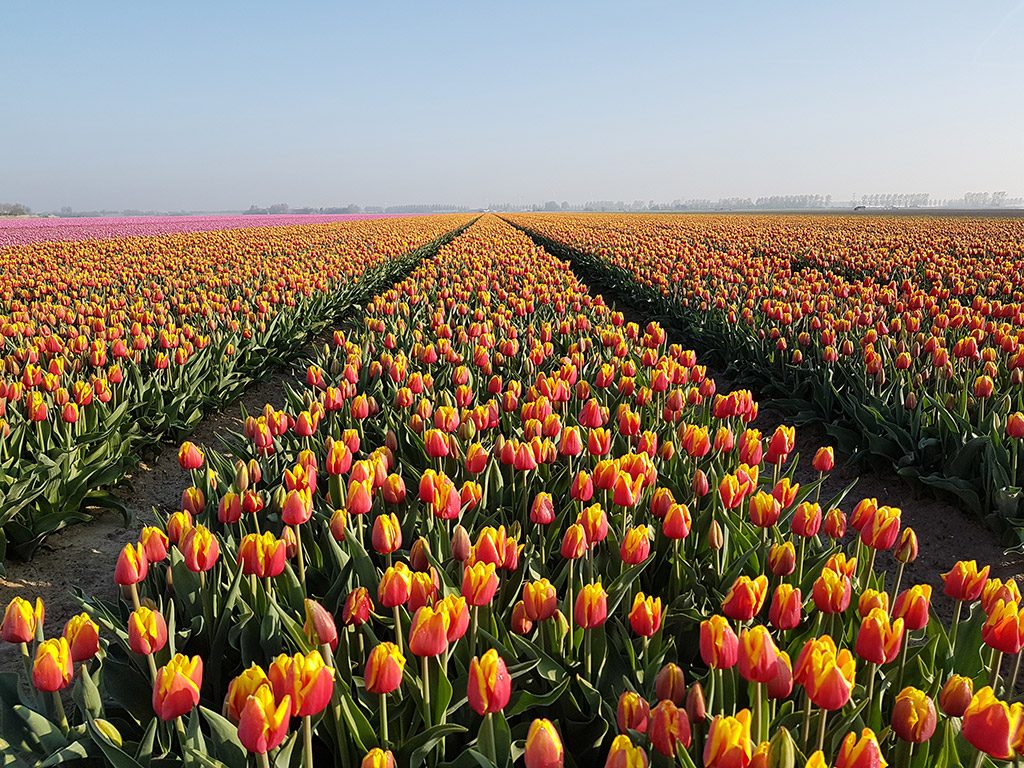 Geel met Oranje tulpen bij Nieuwe-Tonge op Goeree-Overflakkee