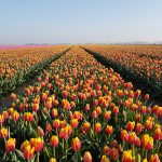 Geel met Oranje tulpen bij Nieuwe-Tonge op Goeree-Overflakkee
