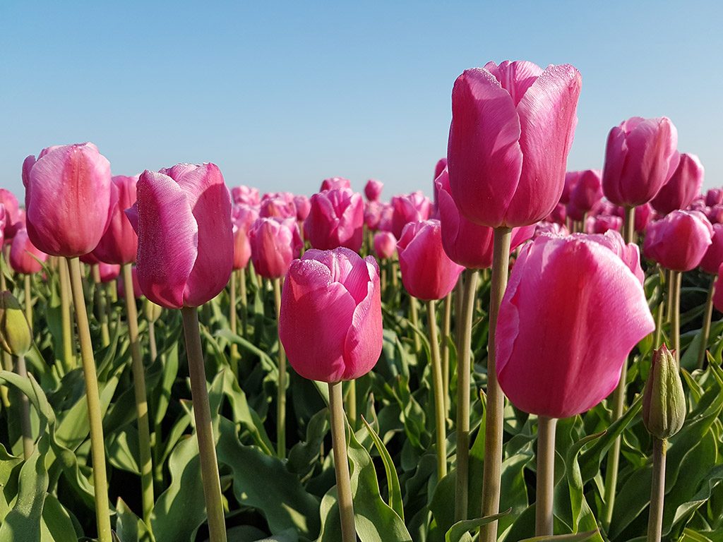Roze tulpen bij Nieuwe-Tonge op Goeree-Overflakkee