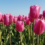 Roze tulpen bij Nieuwe-Tonge op Goeree-Overflakkee