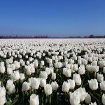 Witte tulpen bij Nieuwe-Tonge op Goeree-Overflakkee