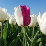 Tweekleurige tulp bij Nieuwe-Tonge op Goeree-Overflakkee