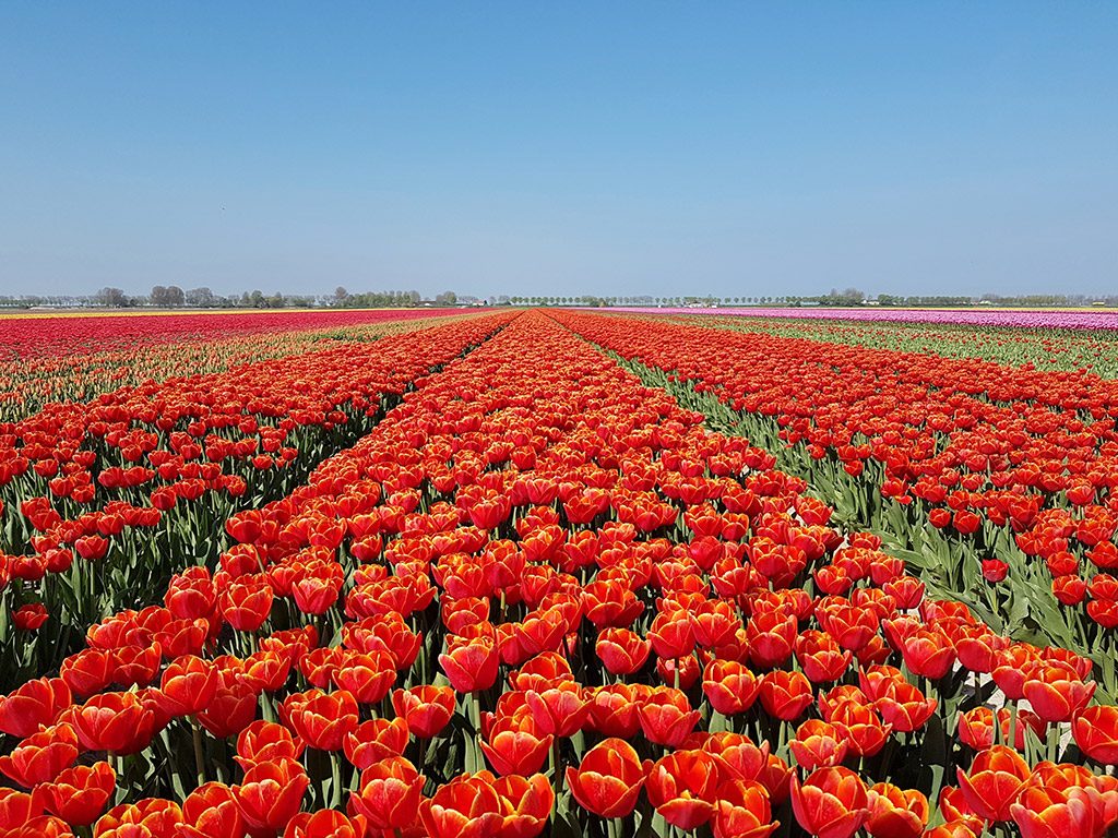 Prachtige tulpenvelden bij Dirksland op Goeree-Overflakkee