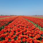 Prachtige tulpenvelden bij Dirksland op Goeree-Overflakkee