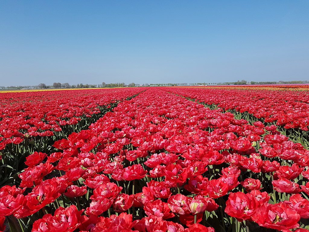 Een veld vol rode bloemen bij Dirksland op Goeree-Overflakkee