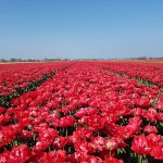 Een veld vol rode bloemen bij Dirksland op Goeree-Overflakkee