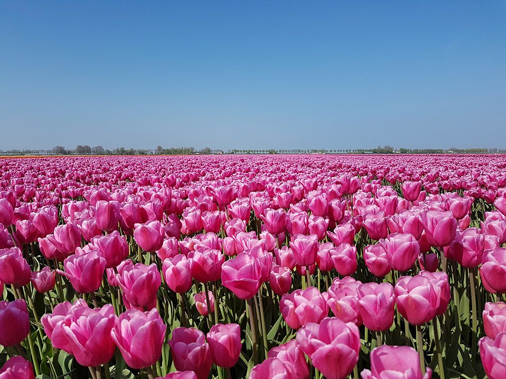 Mooie roze tulpen bij Dirksland op Goeree-Overflakkee