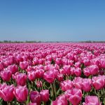 Mooie roze tulpen bij Dirksland op Goeree-Overflakkee