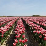 Rood met witte tulpen in Ooltgensplaat op Goeree-Overflakkee