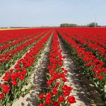 Prachtige rode tulpen in Ooltgensplaat op Goeree-Overflakkee