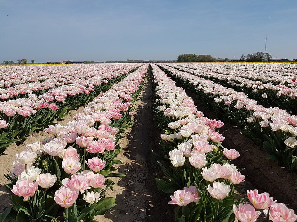 Roze bloemenvelden in Ooltgensplaat op Goeree-Overflakkee