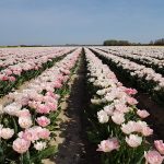 Roze bloemenvelden in Ooltgensplaat op Goeree-Overflakkee
