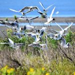 landal-marker-wadden-natuur-web