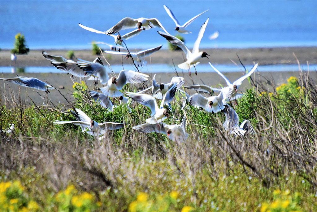 Leefruimte Vogels en Vissen Marker Wadden